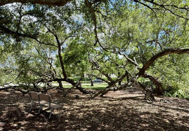 Century-Old Tree Takes Spotlight as Boca Raton Marks 100 Years at Por La Mar Park